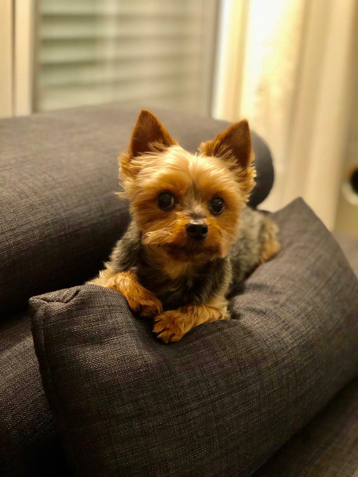 /fileadmin/user_upload/LizzySofa.JPG