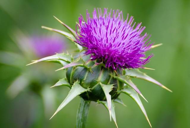 Phytotherapie